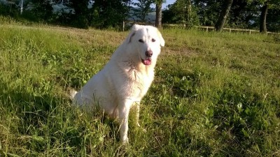 WP_20150528_19_11_29_Pro_800x449.jpg (195.29 KiB) Osservato 1039 volte WP_20150528_19_11_29_Pro_800x449.jpg