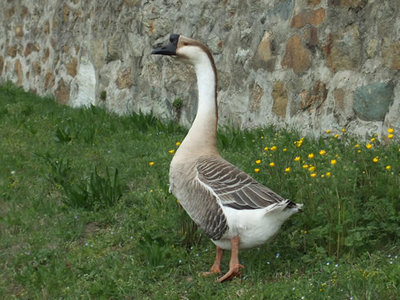 DSCF5929.jpg (61.96 KiB) Osservato 1132 volte DSCF5929.jpg