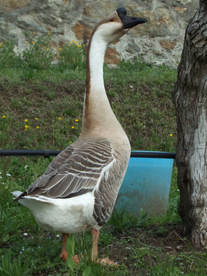 DSCF5940.jpg DSCF5940.jpg