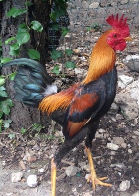 image.jpg (171.01 KiB) Osservato 811 volte image.jpg