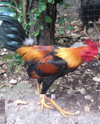 image.jpg (204.4 KiB) Osservato 546 volte image.jpg