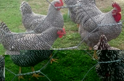 632015143250.jpg (147.85 KiB) Osservato 635 volte 632015143250.jpg