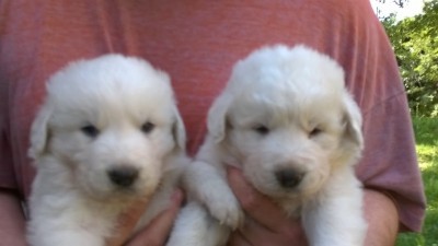 WP_20150705_10_42_12_Pro_800x449.jpg (73.78 KiB) Osservato 580 volte WP_20150705_10_42_12_Pro_800x449.jpg