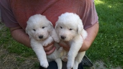 WP_20150705_10_43_45_Pro_800x449.jpg (123.46 KiB) Osservato 578 volte WP_20150705_10_43_45_Pro_800x449.jpg