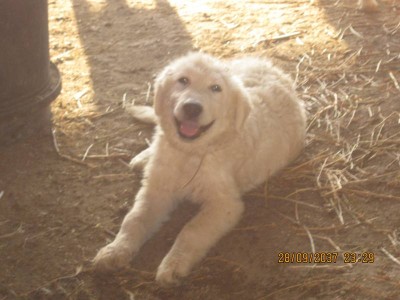 IMG_1690.JPG (57.16 KiB) Osservato 943 volte IMG_1690.JPG