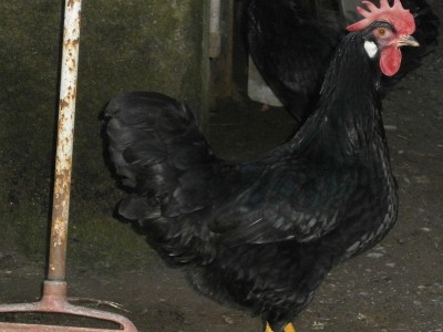 PC280141.JPG (161.08 KiB) Osservato 533 volte PC280141.JPG