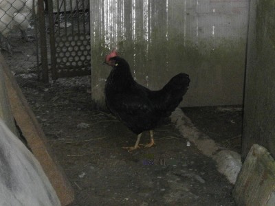 PC280142.JPG (183.46 KiB) Osservato 533 volte PC280142.JPG