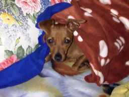 bisIMG00099-20091129-1446.jpg bisIMG00099-20091129-1446.jpg