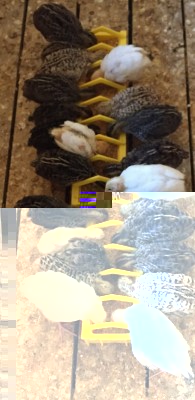 image.jpg (92.5 KiB) Osservato 526 volte image.jpg