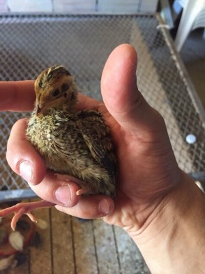 image.jpg (81.82 KiB) Osservato 526 volte image.jpg