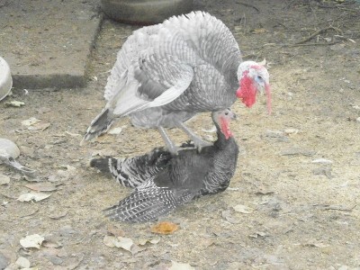 PC030135.JPG (264.62 KiB) Osservato 527 volte PC030135.JPG