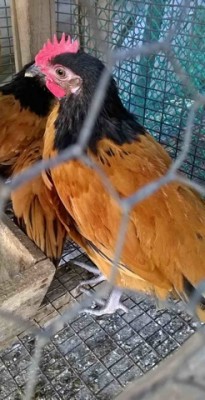 WP_20150822_07_04_59_Pro.jpg (61.98 KiB) Osservato 810 volte WP_20150822_07_04_59_Pro.jpg