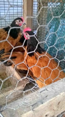 WP_20150822_07_04_44_Pro.jpg (63.64 KiB) Osservato 808 volte WP_20150822_07_04_44_Pro.jpg