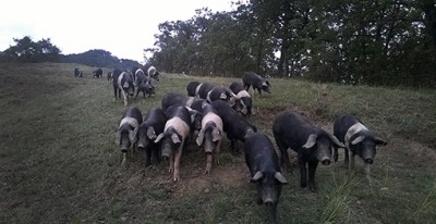 cinte.jpg (144.14 KiB) Osservato 594 volte cinte.jpg