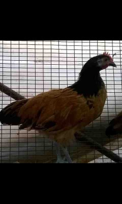 wp_ss_20150901_0004.jpg (23.57 KiB) Osservato 721 volte wp_ss_20150901_0004.jpg