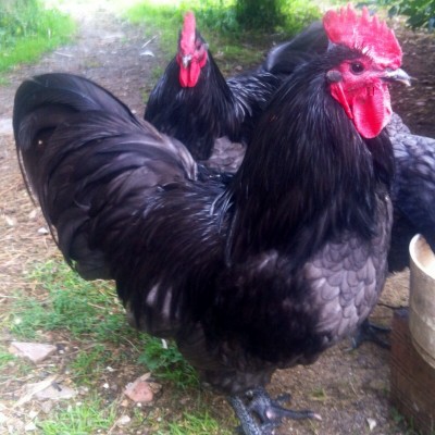 image.jpg (210.46 KiB) Osservato 571 volte image.jpg