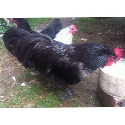 image.jpg (143.48 KiB) Osservato 571 volte image.jpg