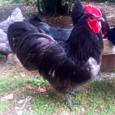 image.jpg (252.44 KiB) Osservato 571 volte image.jpg