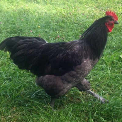 image.jpg (207.21 KiB) Osservato 571 volte image.jpg