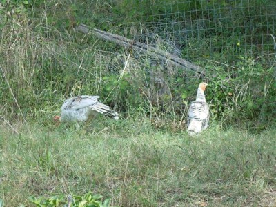 tacchini.JPG (155.87 KiB) Osservato 629 volte tacchini.JPG