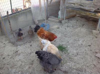 IMG_20150929_46767.jpg (110.37 KiB) Osservato 509 volte IMG_20150929_46767.jpg