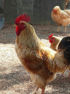 8292015102454.jpg 8292015102454.jpg