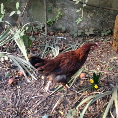 marans f.JPG (267 KiB) Osservato 500 volte marans f.JPG