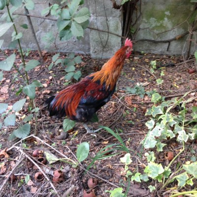 marans m.JPG (177.7 KiB) Osservato 500 volte marans m.JPG