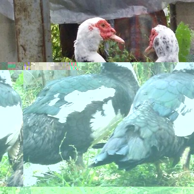 IMG-20151008-WA0001.jpg (110.44 KiB) Osservato 539 volte IMG-20151008-WA0001.jpg