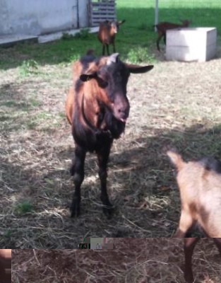 Golia1.jpg (38.08 KiB) Osservato 643 volte Golia1.jpg