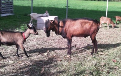 Golia2.jpg (87.98 KiB) Osservato 643 volte Golia2.jpg