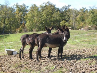 diana.JPG (123.71 KiB) Osservato 570 volte diana.JPG