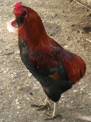 araucana.JPG (172.41 KiB) Osservato 507 volte araucana.JPG
