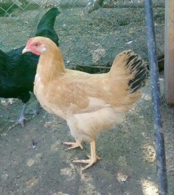 IMG_2015110633697.jpg (57.87 KiB) Osservato 692 volte IMG_2015110633697.jpg