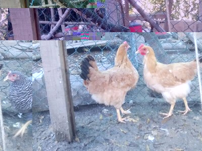 IMG_2015110643449.jpg (106.14 KiB) Osservato 692 volte IMG_2015110643449.jpg