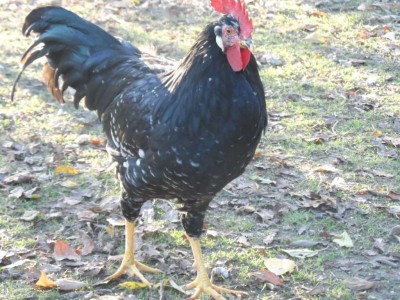 SAM_3525.JPG (147.99 KiB) Osservato 812 volte SAM_3525.JPG