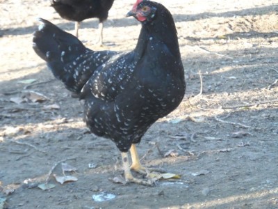 SAM_3519.JPG (116.03 KiB) Osservato 812 volte SAM_3519.JPG