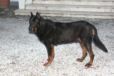 IMG_9233.JPG (98.54 KiB) Osservato 604 volte IMG_9233.JPG