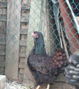 10292015225145.jpg 10292015225145.jpg