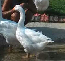 FB_IMG_1450456895386-1.jpg FB_IMG_1450456895386-1.jpg