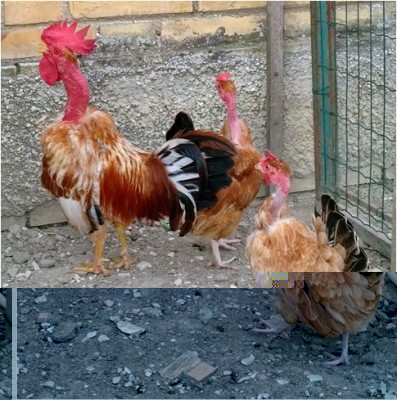 collo nudo.jpg (134.78 KiB) Osservato 1074 volte collo nudo.jpg