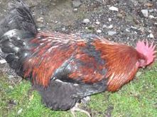 gallo / maransridotta.jpg maransridotta.jpg