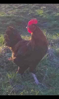 wp_ss_20160204_0006.jpg (19.18 KiB) Osservato 529 volte wp_ss_20160204_0006.jpg