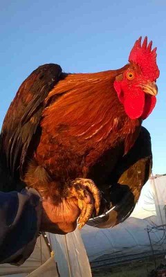 wp_ss_20160204_0004.jpg (23.63 KiB) Osservato 528 volte wp_ss_20160204_0004.jpg