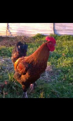 wp_ss_20160204_0005.jpg (22.53 KiB) Osservato 527 volte wp_ss_20160204_0005.jpg