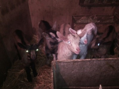 IMG_20160315_192802.jpg (52.54 KiB) Osservato 728 volte IMG_20160315_192802.jpg