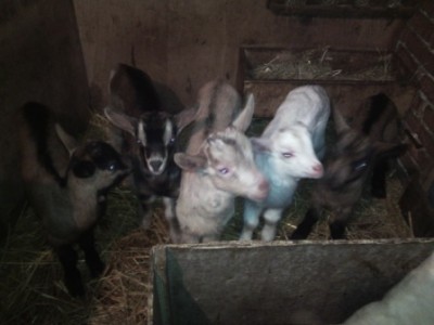 IMG_20160315_192828.jpg (52.91 KiB) Osservato 728 volte IMG_20160315_192828.jpg