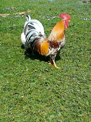 2.jpg (341.13 KiB) Osservato 591 volte 2.jpg