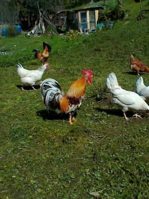 4.jpg (380.22 KiB) Osservato 591 volte 4.jpg