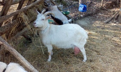 2.JPG (104.73 KiB) Osservato 974 volte 2.JPG